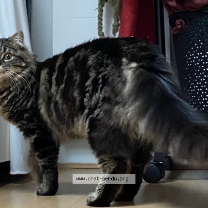 Photo of a cat found in Les Moutiers En Retz