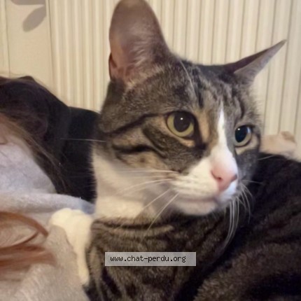Photo of a cat found in Breuches