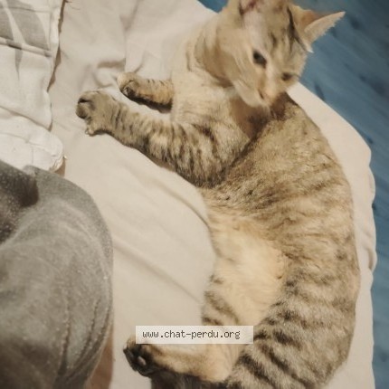 Photo of a cat found in Charnas