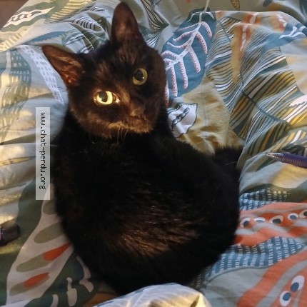 Photo of a cat found in Golbey