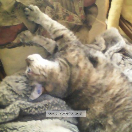 Photo of a cat found in La Roche Sur Yon