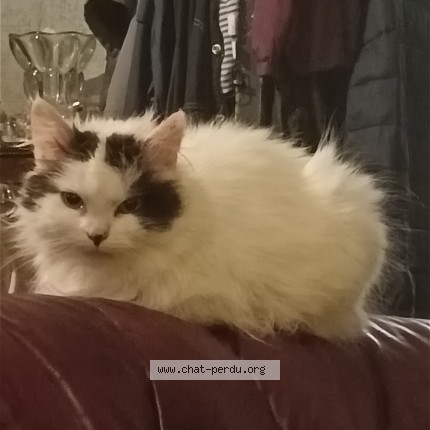 Photo of a cat found in Mamers