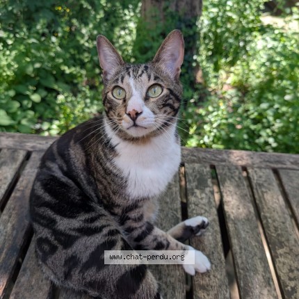Foto 1/1 Keo Kat vermist in Ixelles