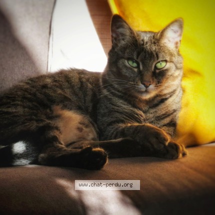 Photo of a cat found in Guehenno