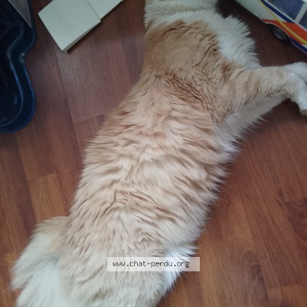 Photo of a cat found in Vassens