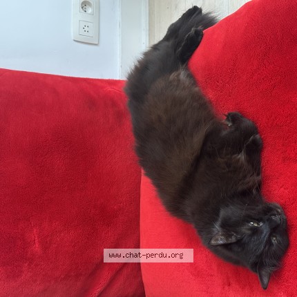 Foto 1/1 Tao Kat vermist in Ixelles
