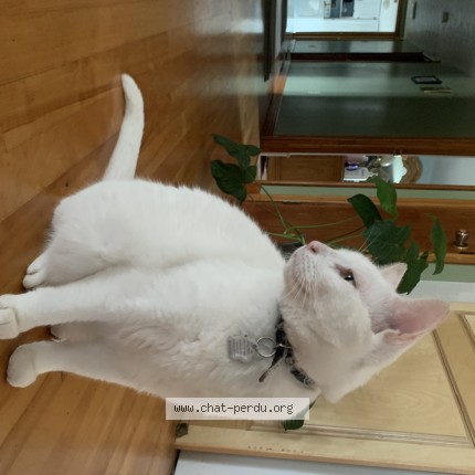 Photo 1/1 Rambo Cat lost in Sainte Helene De Bagot