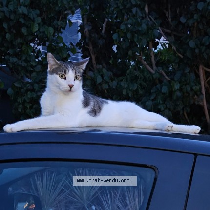 Photo of a cat found in Cul De Sac