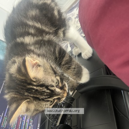 Photo 1/1 tigroux Cat lost in Terrebonne