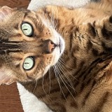 lola