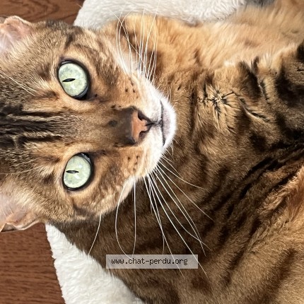 Photo 1/1 lola Cat lost in Blainville