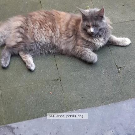 Foto 1/1 Kat teruggevonden Vermist in Fleurus