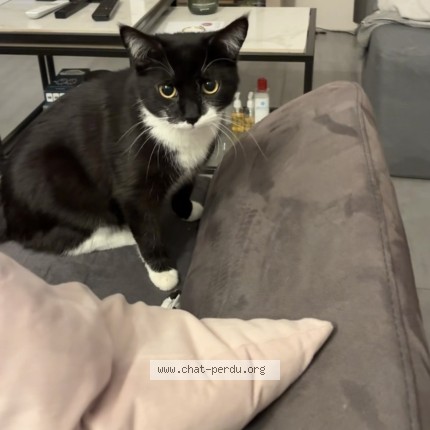 Foto 1/1 oli Gatto smarrito a Lussery Villars