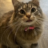 Bella