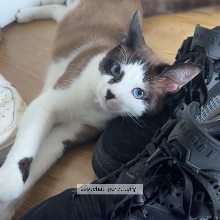 Photo of a cat found in Asnieres Sur Seine