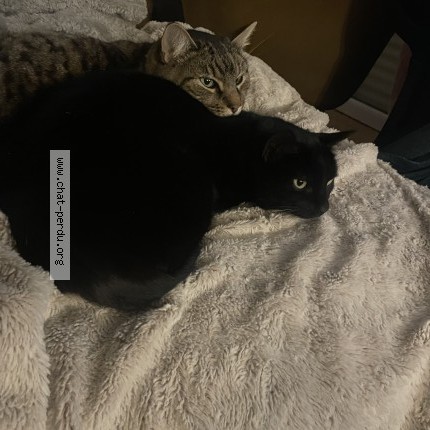 Photo of a cat found in Plomodiern