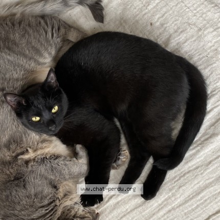 Foto 1/1 Mia Kat vermist in Corbais
