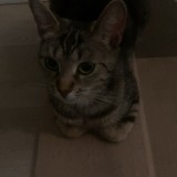 bella