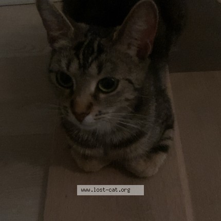 Photo 1/1 bella Cat lost in Dieppe