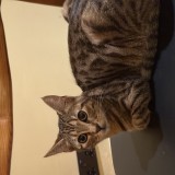 Bowie