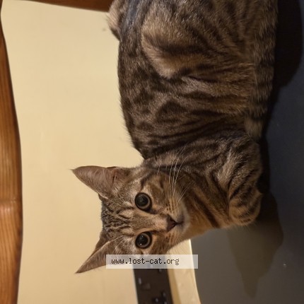 Photo 1/1 Bowie Cat lost in London
