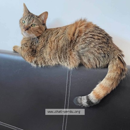 Photo 1/2 Ginger Cat lost in Laval