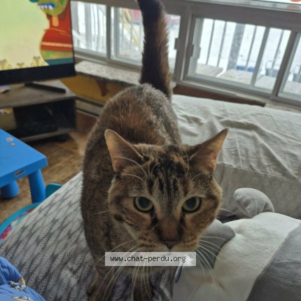 Photo 2/2 Ginger Cat lost in Laval
