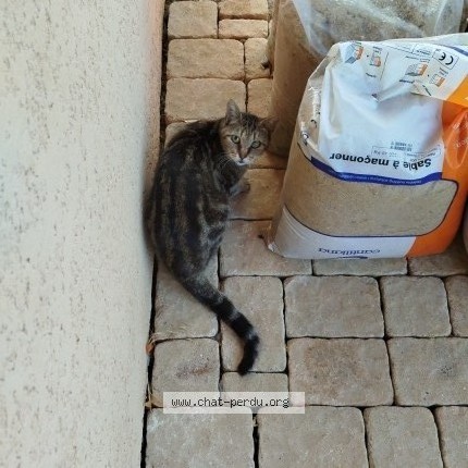 Photo of a cat reunited in Nomeny