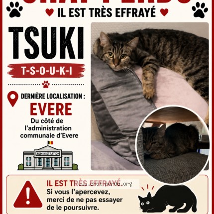 Foto 1/1 tsouki Kat vermist in Evere