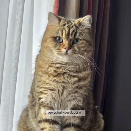 Foto 1/1 Micha Kat vermist in Esneux