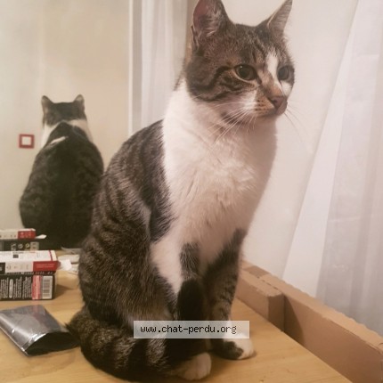Photo of a cat found in Villefranche Sur Saone