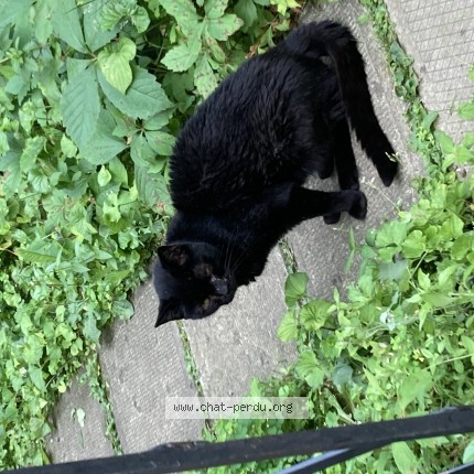 Photo 1/1 Reunited cat Found in Montreal