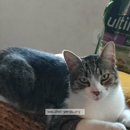 Photo of a cat found in Gresy Sur Aix