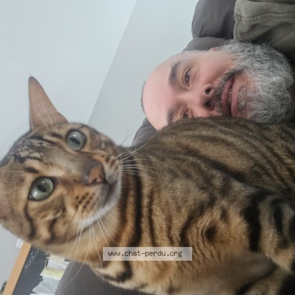 Photo 1/1 Milo Cat lost in Pont Rouge