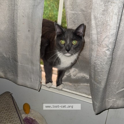Photo 1/1 bean Cat lost in Halethorpe