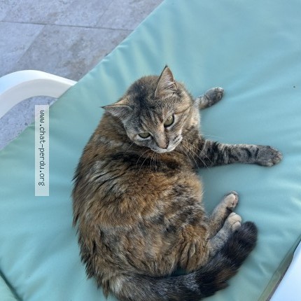 Photo of a cat found in Apt