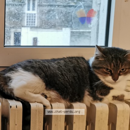 Photo of a cat found in Vernou La Celle Sur Seine