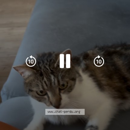 Photo of a cat found in Le Havre