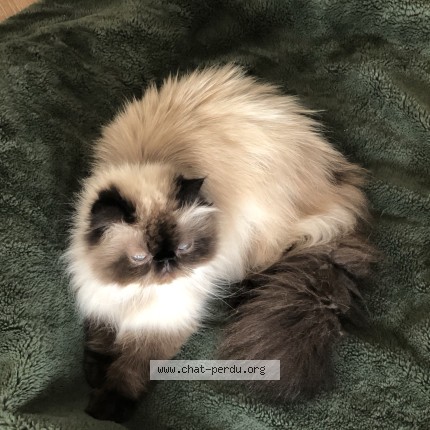 Photo of a cat found in Antony