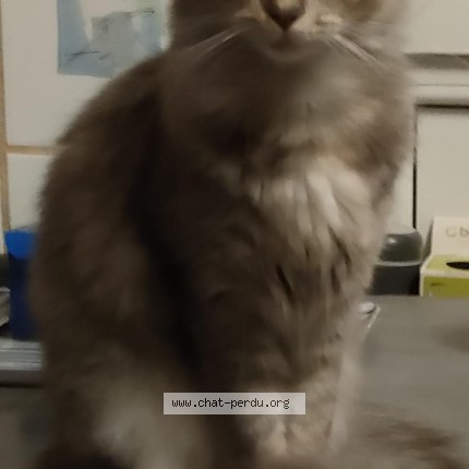 Foto 1/1 cookies Kat vermist in Jemappes