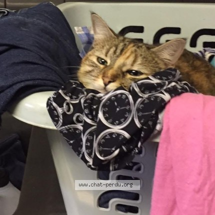 Photo of a cat found in Mazeres