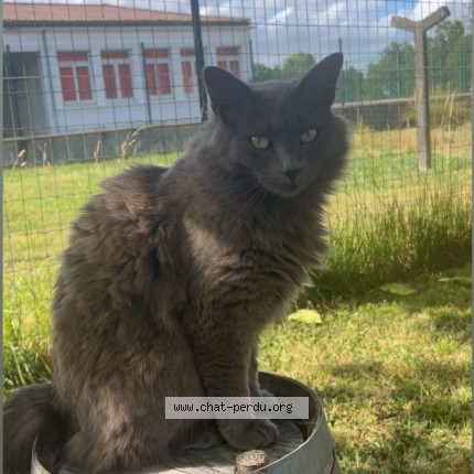 Photo of a cat found in Mosnac