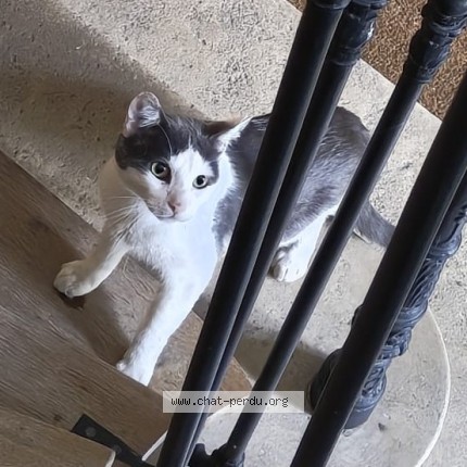 Photo of a cat found in Saint Denis