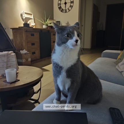 Foto 1/1 Kat teruggevonden Vermist in Vieux Genappe