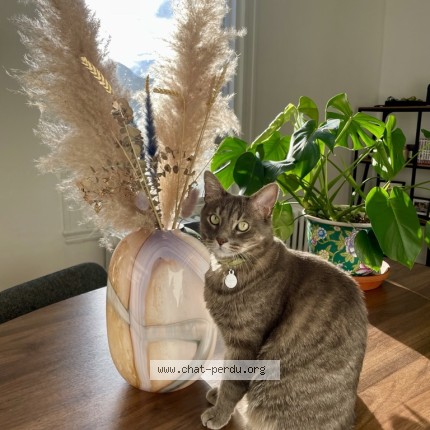 Photo of a cat found in Marseille