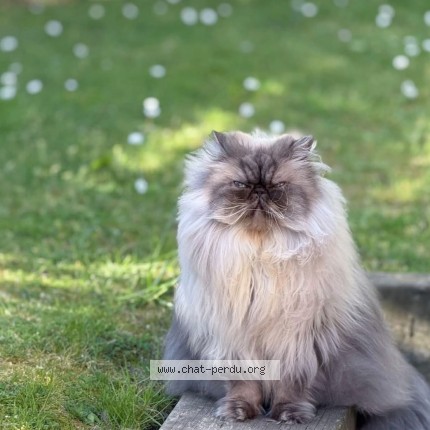 Photo of a cat found in Pace