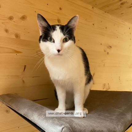 Photo of a cat found in Nantes