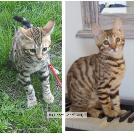 Photo of a cat found in Reze