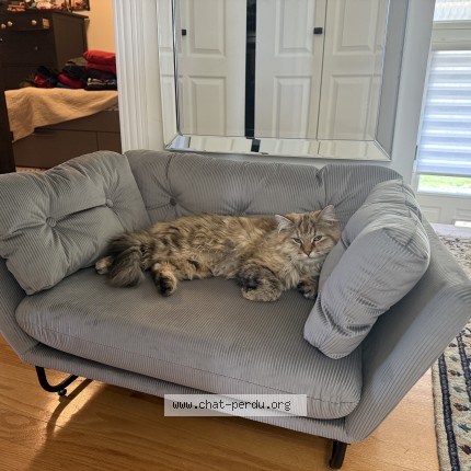 Photo 1/1 sassy Cat lost in Mirabel