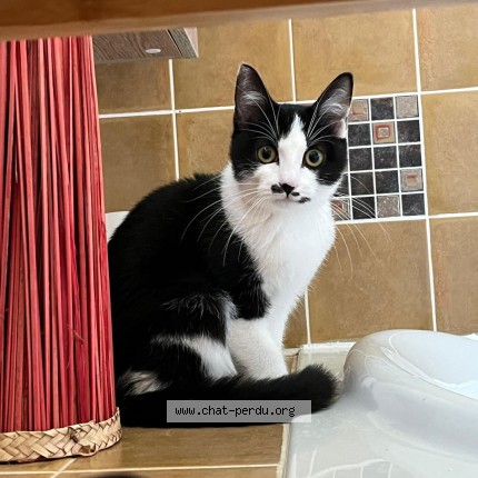 Photo of a cat found in Chaudon